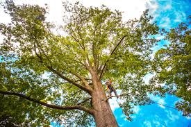 How Our Tree Care Process Works  in  North Crossett, AR