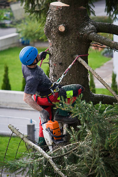 Tree and Shrub Care in North Crossett, AR