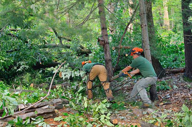 Reliable North Crossett, AR Tree Removal Solutions